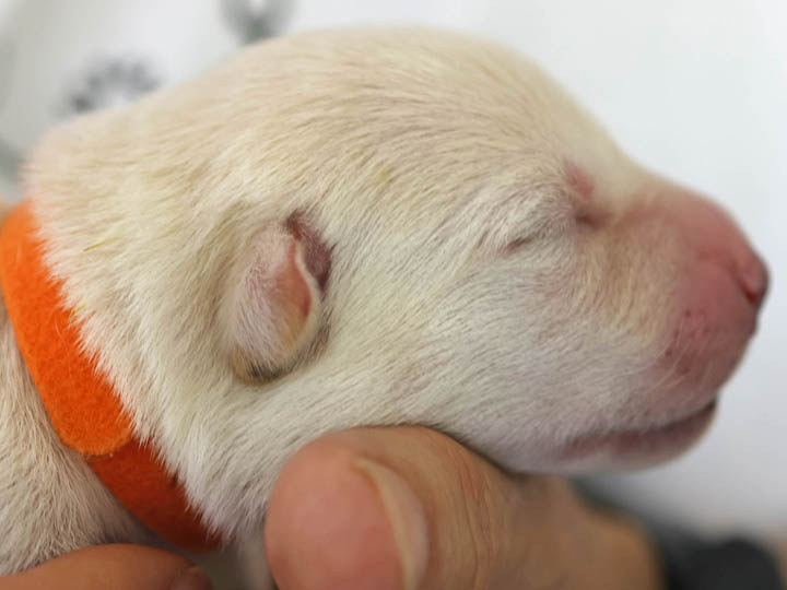 chinook puppy
